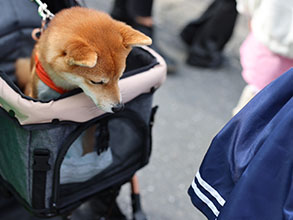 サムネール画像